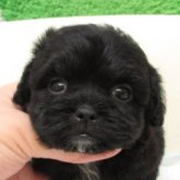 シープー(トイプードル×シーズー)