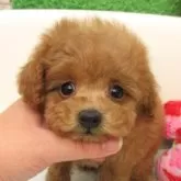 ティーカッププードル