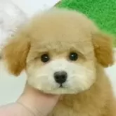 タイニープードル