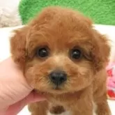 タイニープードル