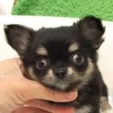 チワワ(ロング)