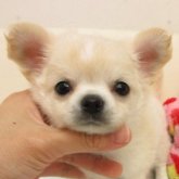 チワワ(ロング)