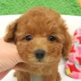 タイニープードル