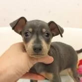 ミニチュアピンシャー【大阪府・女の子・2025年9月16日・ブルー&タン】の写真1