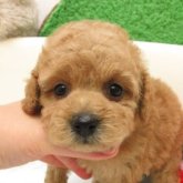 トイプードル(タイニー)