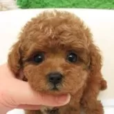 タイニープードル