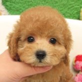 トイプードル(タイニー)