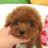 タイニープードル