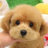 トイプードル(ティーカップ)