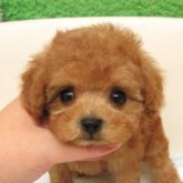 トイプードル(ティーカップ)