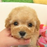 トイプードル(ティーカップ)