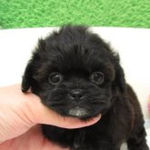 シープー(トイプードル×シーズー)