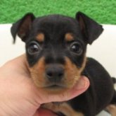 ミニチュアピンシャー