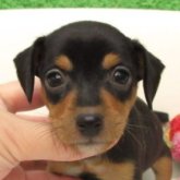 ミニチュアピンシャー