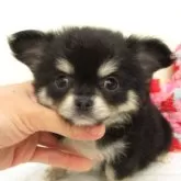 チワワ(ロング)
