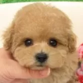 タイニープードル