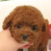 ティーカッププードル