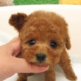トイプードル(ティーカップ)