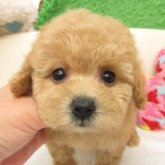 トイプードル(タイニー)