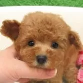 タイニープードル