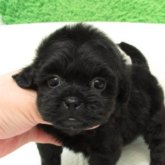 シープー(トイプードル×シーズー)