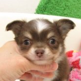 チワワ(ロング)