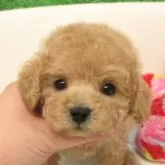 ティーカッププードル