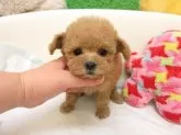 ティーカッププードル【大阪府・女の子・2025年10月12日・オレンジフォーン(アプリコット)】の写真2