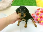 ミニチュアピンシャー【大阪府・女の子・2025年5月14日・ブラック&タン】の写真2