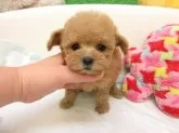 ティーカッププードル【大阪府・女の子・2025年10月12日・オレンジフォーン(アプリコット)】の写真3