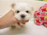 マルチーズ【大阪府・男の子・2025年10月1日・ホワイト】の写真5