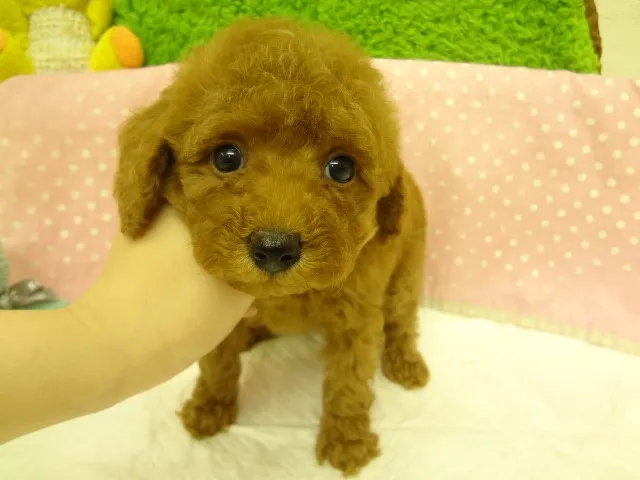 ID:1302-00807の子犬