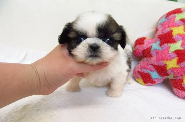 ID:1807-00656の子犬