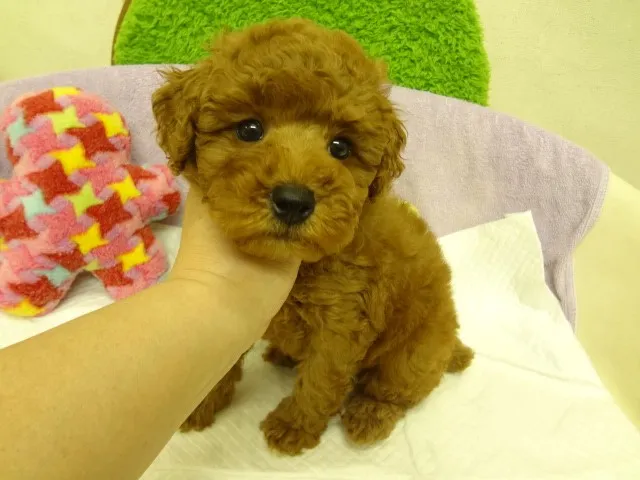 ID:1403-00361の子犬