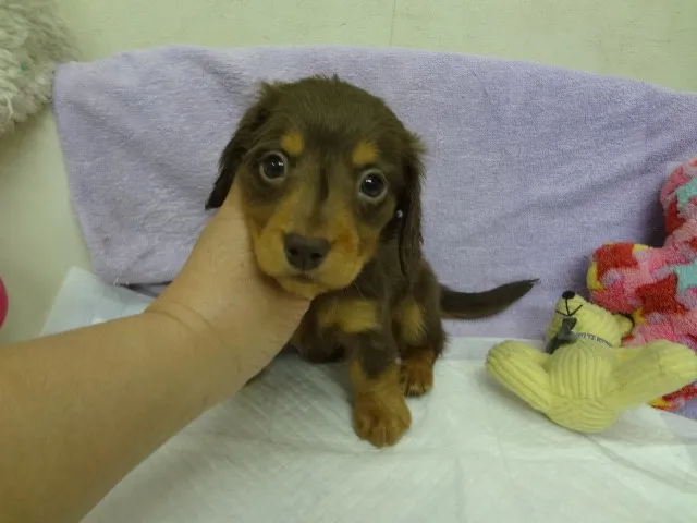 ID：1402-01090の子犬