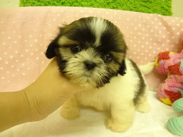 ID：1309-00961の子犬