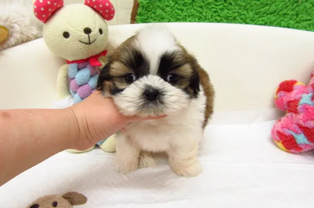 ID：1605-00547の子犬