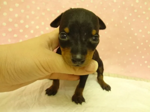 ID:1303-00343の子犬