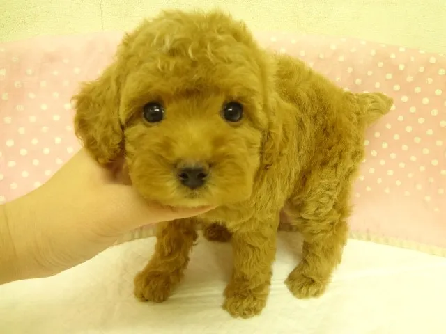 ID：1301-00366の子犬
