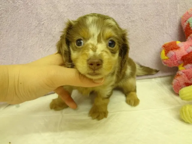 ID:1402-00590の子犬