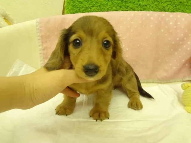 ID：1311-00456の子犬
