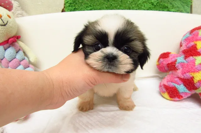 ID：1611-01470の子犬