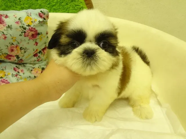 ID:1411-00530の子犬