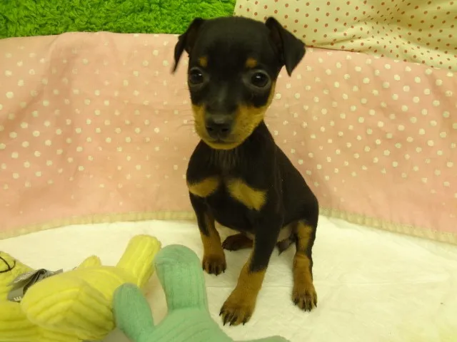 ID：1302-00682の子犬
