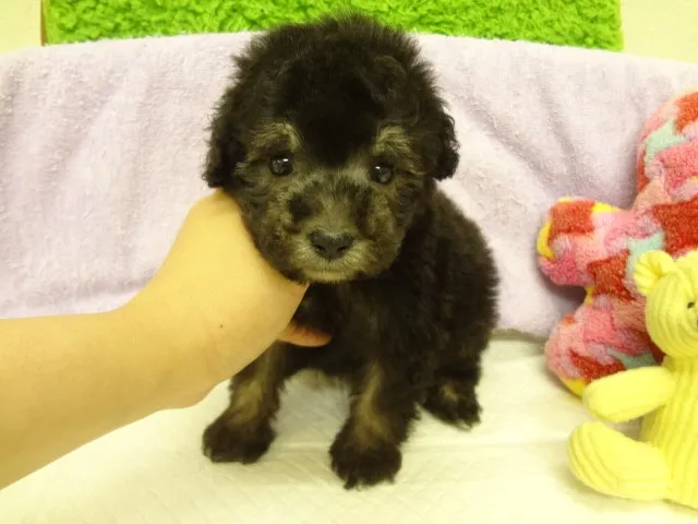 チョコタン 様のお迎えした子犬