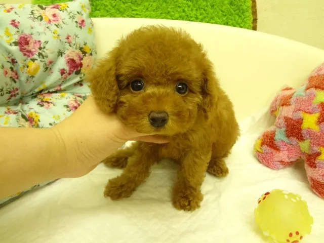 ID：1502-00687の子犬
