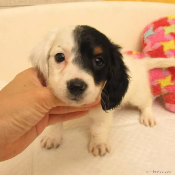 ID：2309-06866の子犬