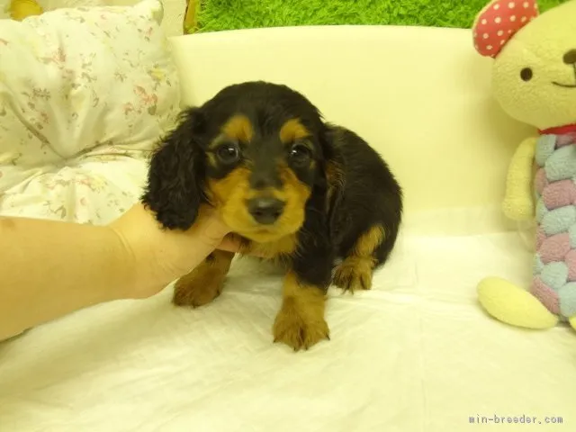 ID：1604-01330の子犬