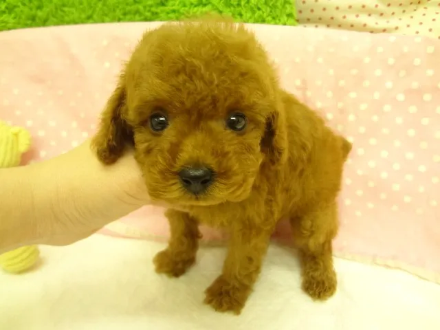 ID：1303-00040の子犬