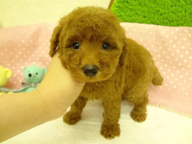 ID:1304-00251の子犬